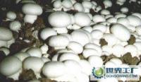 新鮮蘑菇批發兼零售，農副產品的優質選擇